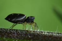 Heliophanus cupreus