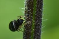Heliophanus cupreus