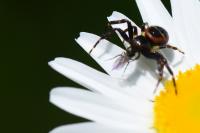 Synema globosum