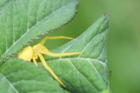 Misumena vatia