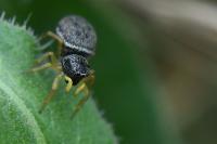 Heliophanus flavipes