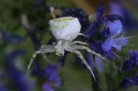 Thomisus onustus