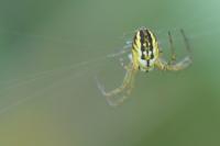 Mangora acalypha