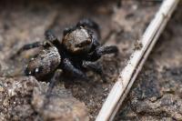 Evarcha arcuata