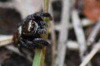 Evarcha arcuata