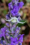 Misumena vatia