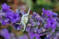 Misumena vatia
