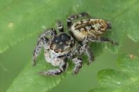 Carrhotus xanthogramma