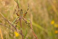 Argiope bruennichi
