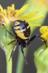 Synema globosum