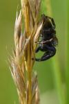 Evarcha arcuata