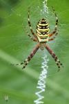 Argiope bruennichi