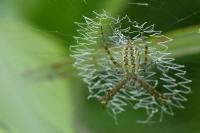 Argiope bruennichi