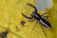 Pseudicius encarpatus