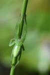 Micrommata virescens
