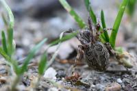 Larinioides sclopetarius