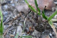 Larinioides sclopetarius