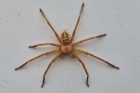 Olios argelasius