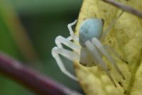 Misumena vatia