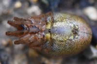 Zygiella atrica