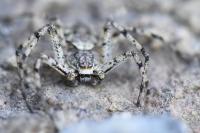 Philodromus margaritatus