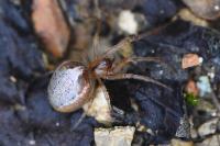 Zygiella atrica