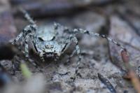 Philodromus margaritatus