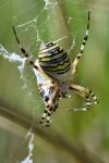 Argiope bruennichi
