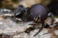 Atypus affinis