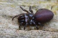 Atypus affinis