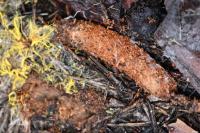 Atypus affinis