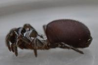 Atypus affinis