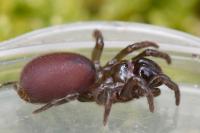 Atypus affinis