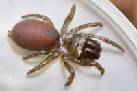 Atypus affinis