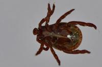 Dermacentor reticulatus