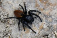 Carrhotus xanthogramma