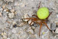 Araniella cucurbitina