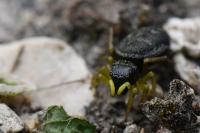 Heliophanus flavipes