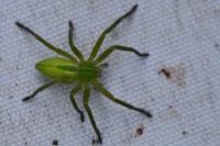Micrommata virescens