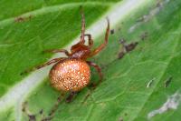 Araneus alsine