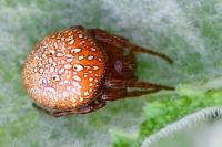 Araneus alsine