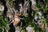 Araneus diadematus