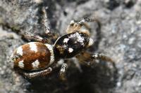 Salticus scenicus