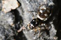 Salticus scenicus