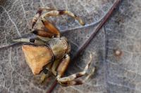 Pistius truncatus
