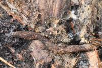 Atypus affinis