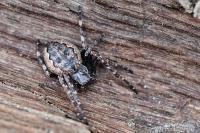 Nuctenea umbratica