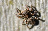 Pseudeuophrys erratica