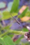 Tetragnatha