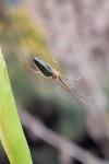 Tetragnatha